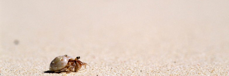 Dedicated Travel & Tourism Search-engine & E-booking